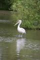 pelican (3)