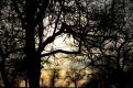 arbre (4)