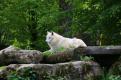loup blanc (1)