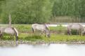 chevaux