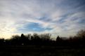 arbre (1)