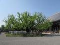 2 - Nishi Honganji (4) New1