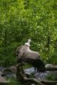 vautour (4)