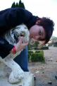 le lion (8)
