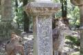 04 - Les biches de Nara (1)