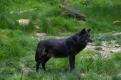 loup noir (2)