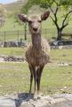 04 - Les biches de Nara (3)