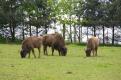 bison