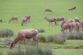 cerf et biche (6)