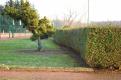 arbre lutt