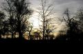 arbre (2)