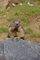 marmotte (10)