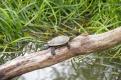 tortue (2)