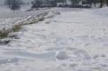 snow (2)