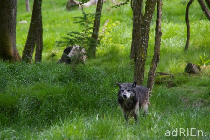 loup noir (3)