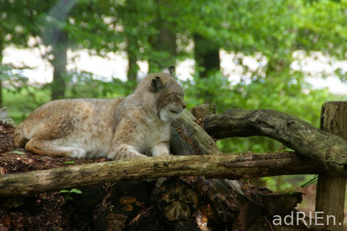 lynx (2)