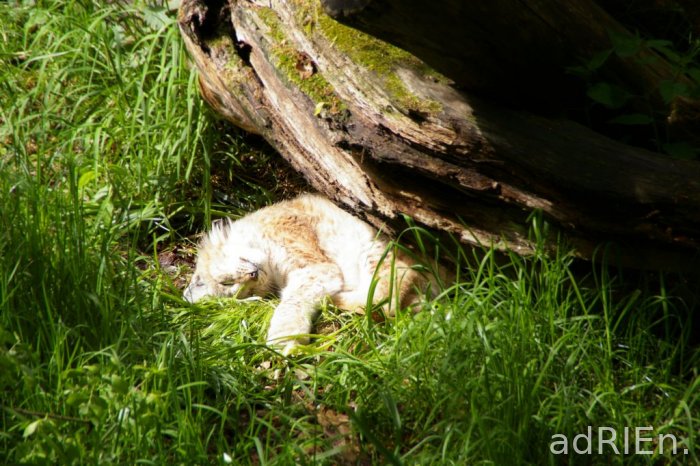 lynx (3)