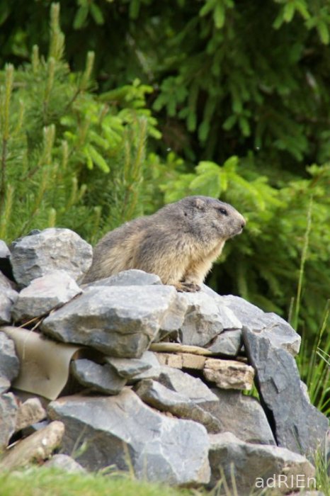 marmotte (3)