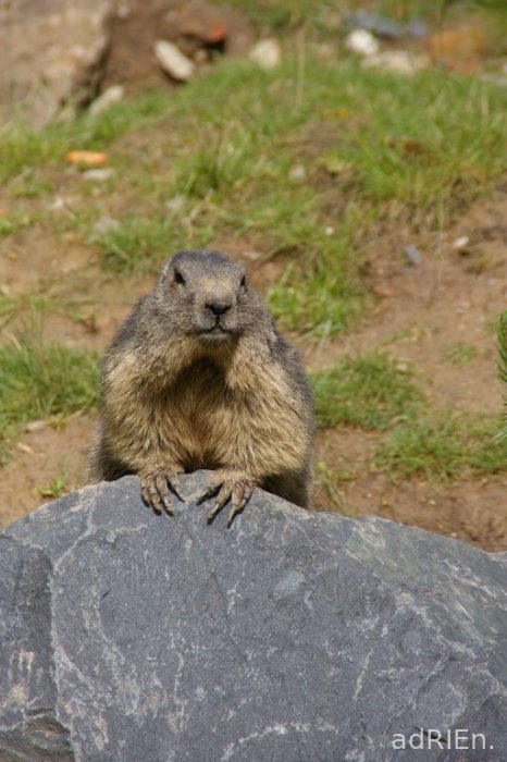 marmotte (10)
