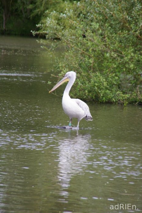pelican (3)