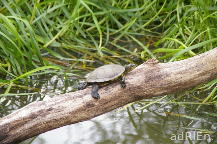 tortue (2)