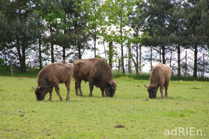 bison