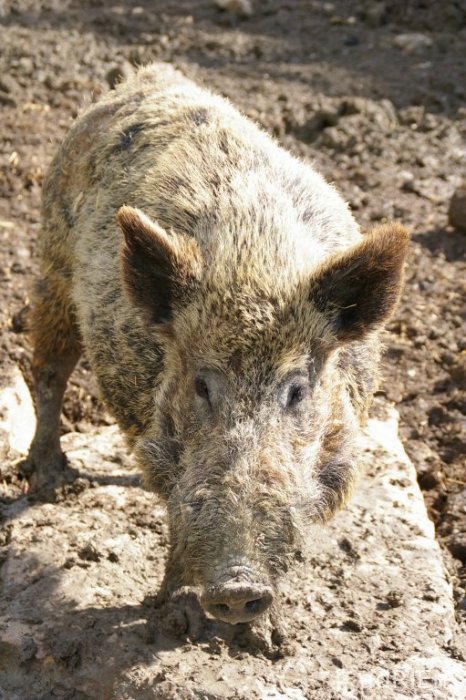 sanglier (3)