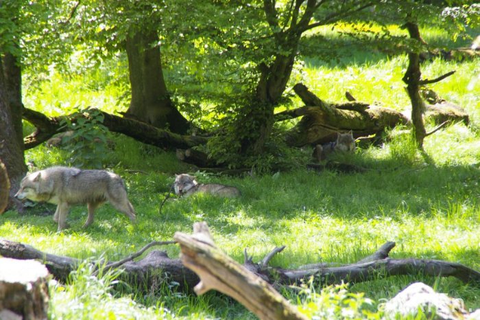 loup gris (5)