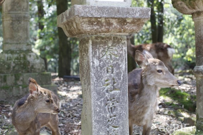 04 - Les biches de Nara (1)