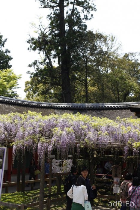 06 - Nara - Kasuga Taisha (4)