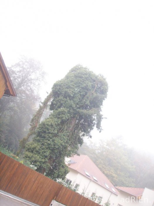 arbre 2