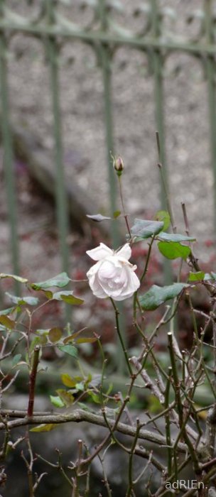 rose2
