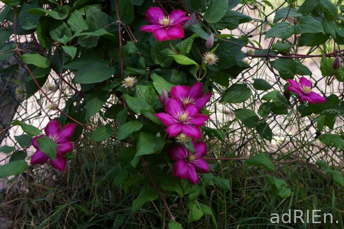 fleuri