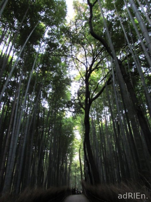 6 -Arashiyama (52)