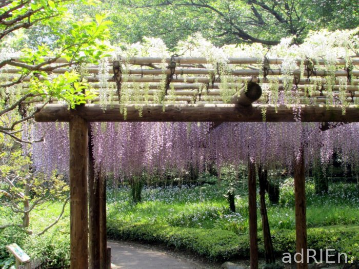 01 - jardins du Palais Impérial (9)