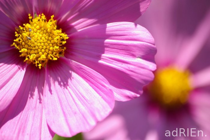 fleur (3)
