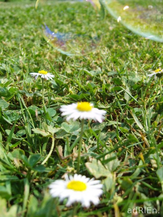 bulles (1)