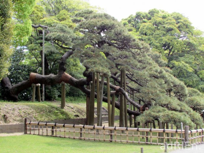 2 - parc Hamarikyu (2)