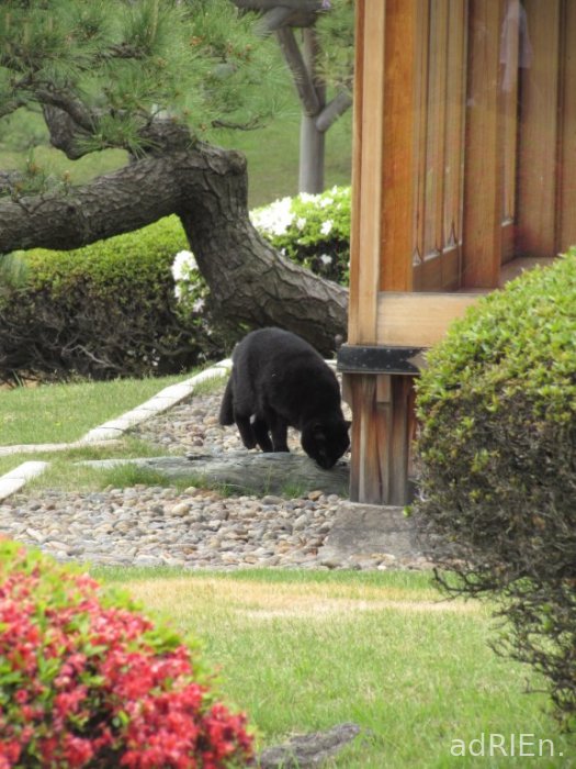 2 - parc Hamarikyu (17)