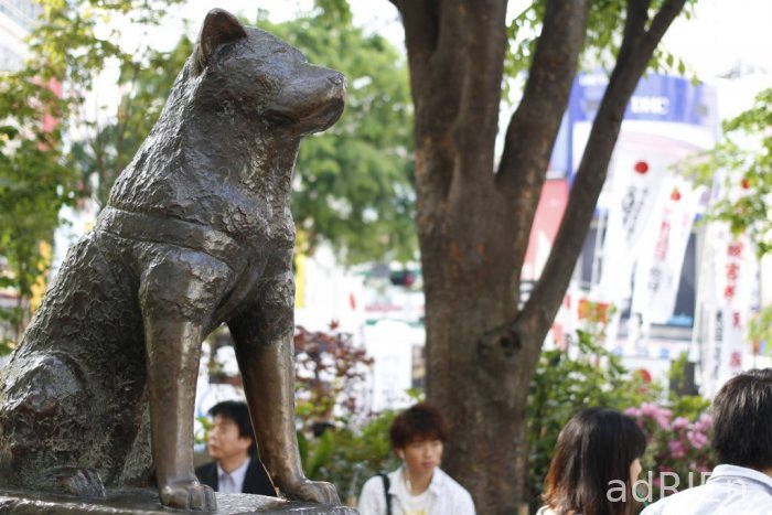 5 - hachiko (2)
