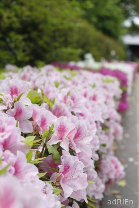 1 - Parc Ueno (17)