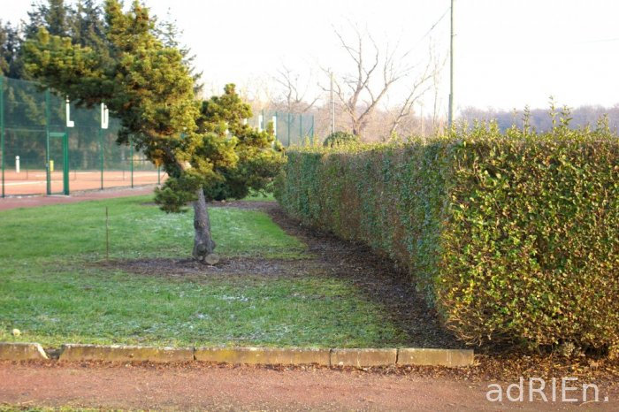 arbre lutt