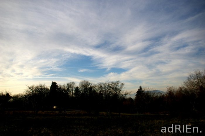 arbre (1)