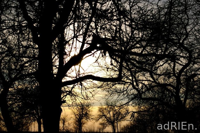 arbre (4)