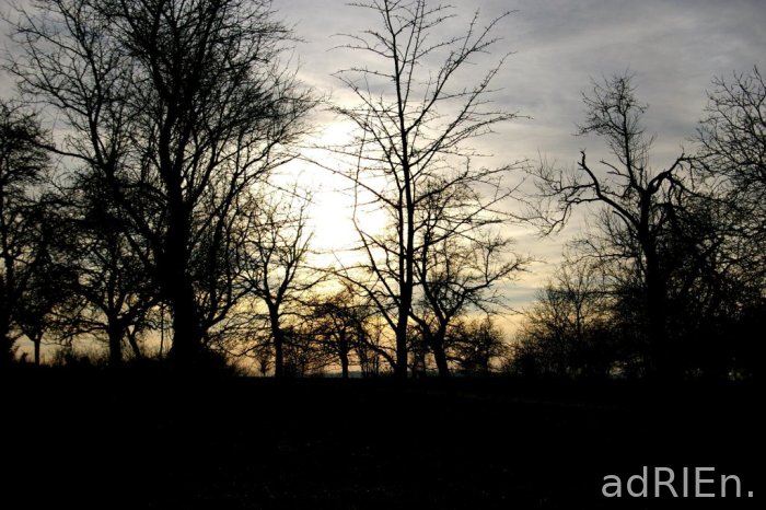 arbre (2)