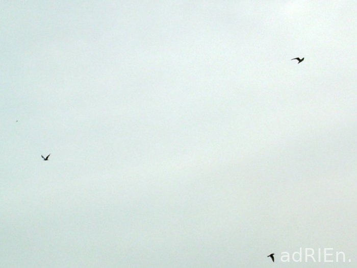 oiseau