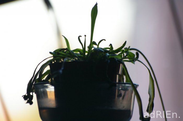 plantecarnivovore