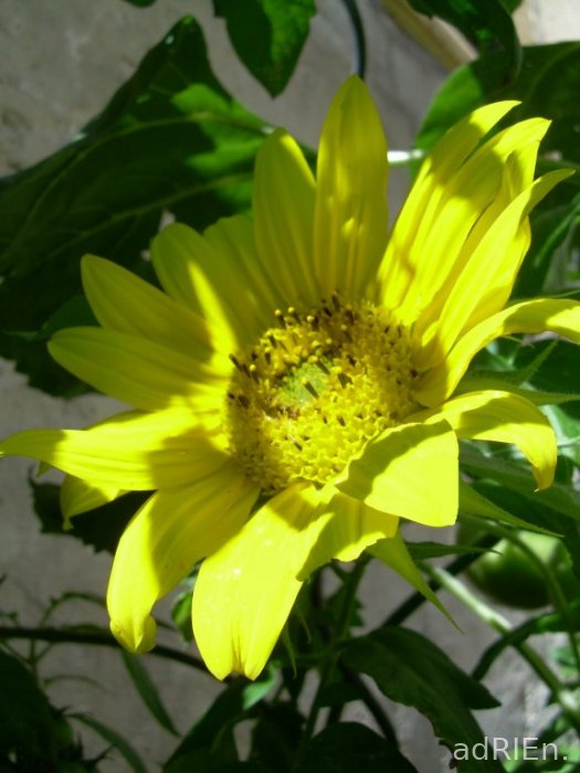 fleur