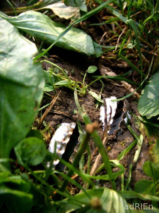 capsulecarnivore