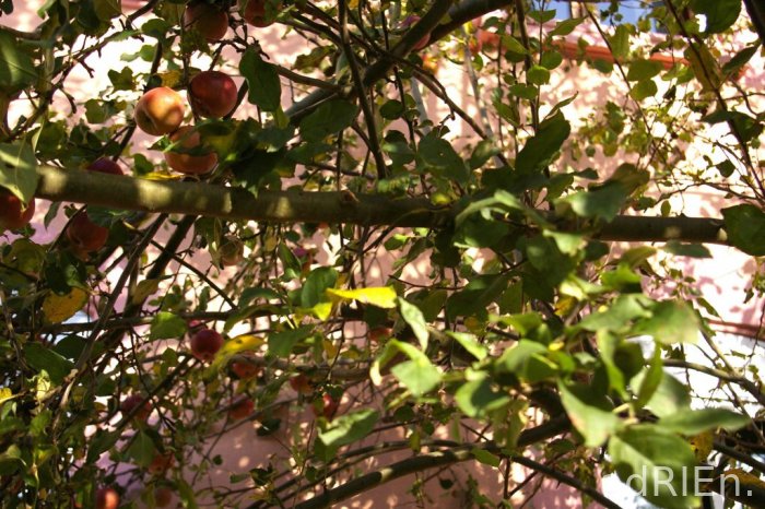 pommier1